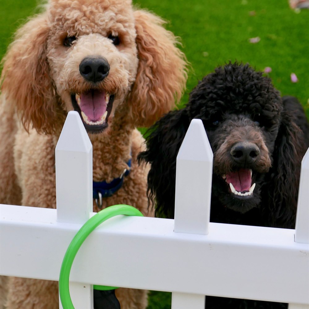 Two poodles standing behind a white picket fence